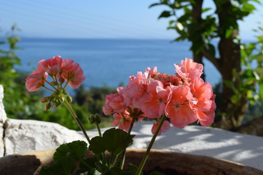 Eden Sea View Studios Μεσογγή Εξωτερικό φωτογραφία